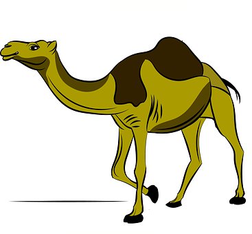 Camello, Animal, Desierto, Naturaleza