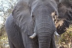 african elephant, africa, elephant