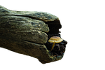 mushroom, disc fungus, forest mushroom