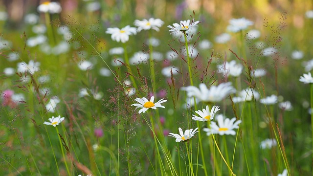 Free Daisy Meadow photo and picture
