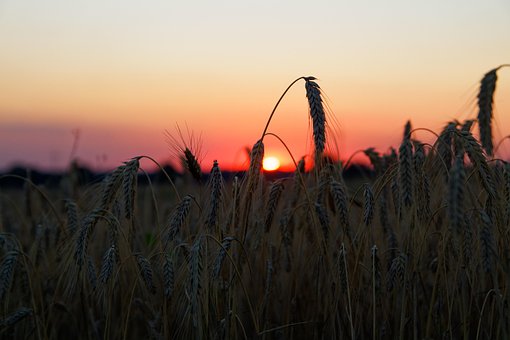 Free Grain Field photo and picture