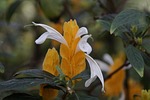 yellow thick ear, pachystachys lutea, acanthus plant