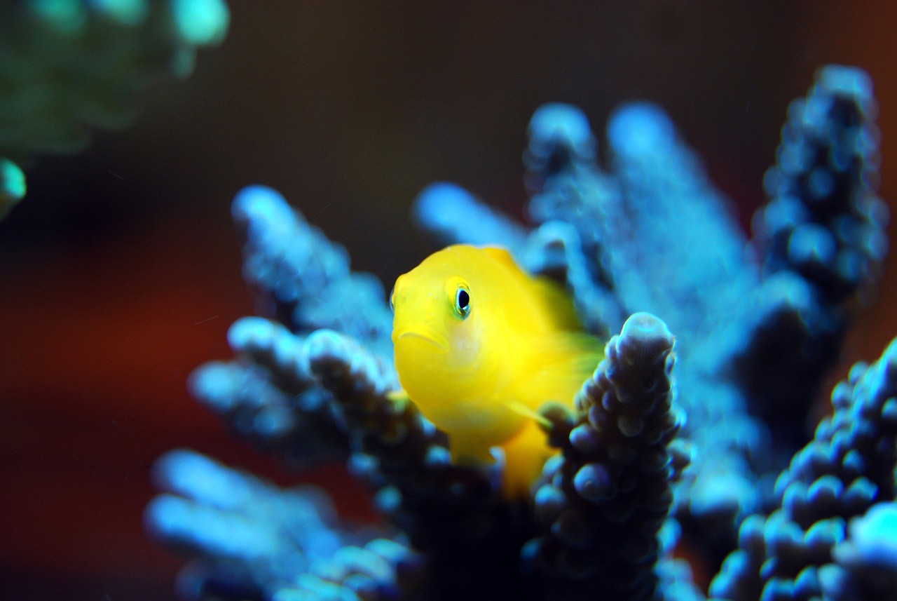 Fish - free online jigsaw puzzle photo