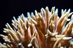 coral, polyp, reef