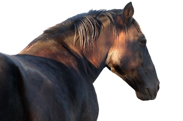Hest, Hingst, Profil, Png Fil, Hester