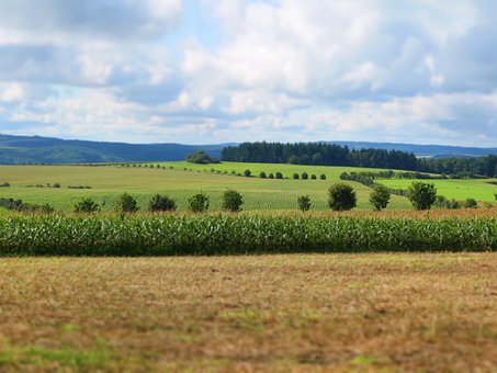 Landskab, Felter, Natur, Korn, Sommer