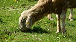sheep, graze, grazing sheep