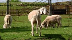 sheep, graze, grazing sheep