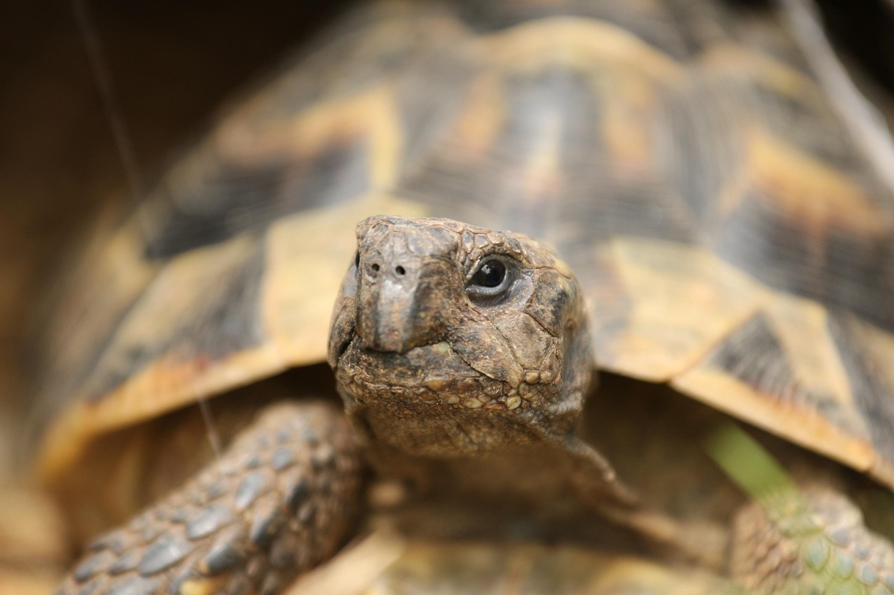  100+ kostenlose Landschildkröte und Schildkröte-Bilder - Pixabay Motiv 