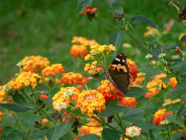 Free Natural Butterfly photo and picture