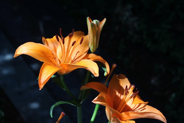 Free Lily Beautiful Flowers photo and picture