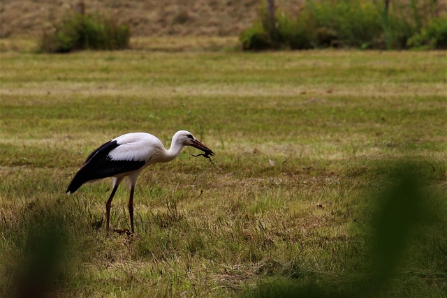 Free Stork Eindhoven photo and picture