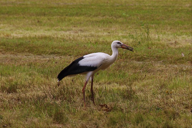 Free Stork Eindhoven photo and picture