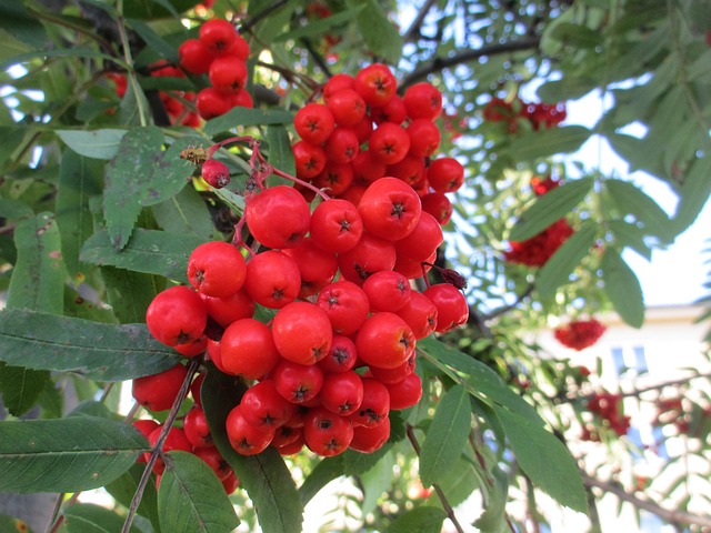 Røn, Rognebær, Sorbus, Rogn, Rød