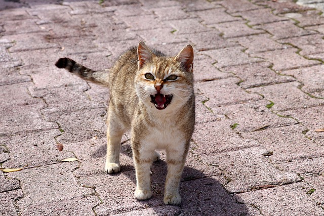 Free Cat Meow photo and picture Free Cat Meow photo and picture