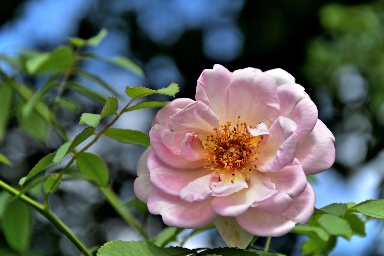 rose-2638174_1280.jpg