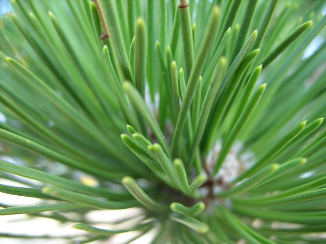 Free Pine Close Up photo and picture