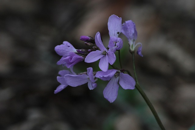 Free Flowers Nature photo and picture