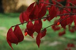 burning bush, fall, red leaves