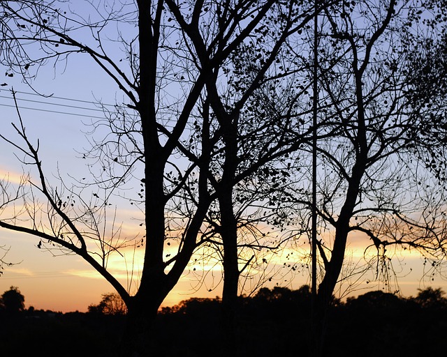 Free Tree Nature photo and picture