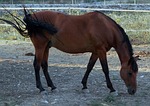 horse, mare, paddock