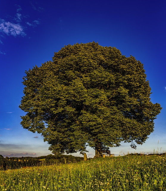 200,000+ Free Single Tree & Nature Images - Pixabay