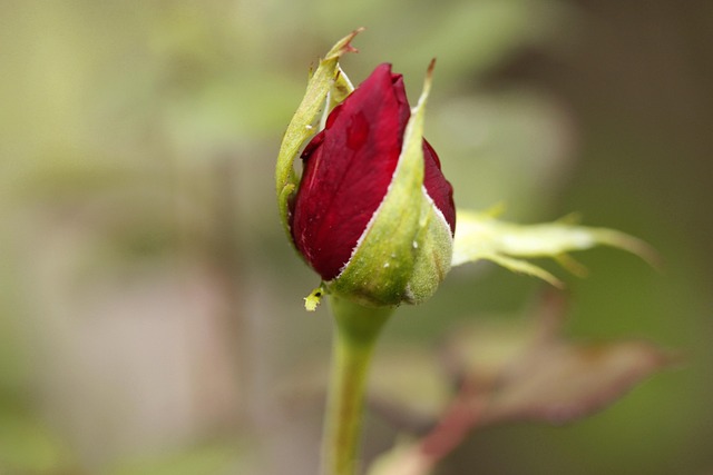 Free Rose Nature photo and picture