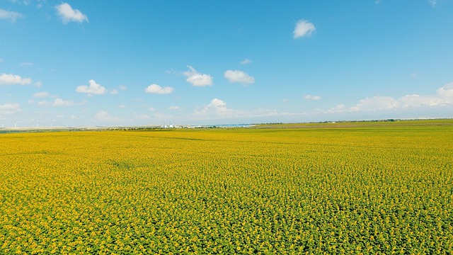 Free Sunflower Drone photo and picture