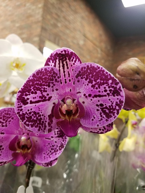 Free Orchid Purple Flower photo and picture