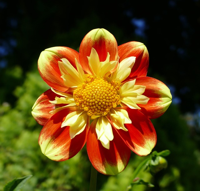 Download free HD stock image of Dahlias Geothermal Free Dahlias Geothermal photo and picture