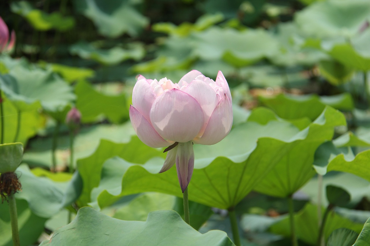 超过 3100000 张关于“Inka-Lily”和“自然”的免费图片 - Pixabay