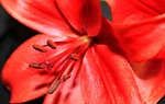 star gazer, flower, stamen