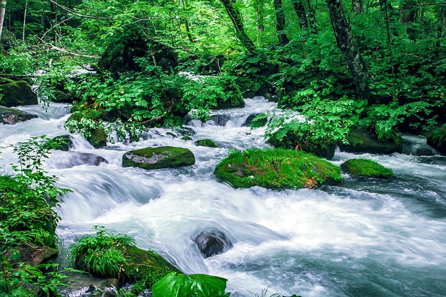 Aomori, Oirase, Bjergbæk, Grøn, Natur