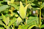 silk plant, tubercular silk plant, asclepias tuberosa