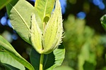 silk plant, tubercular silk plant, asclepias tuberosa