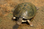 terrapin, fresh water turtle, swim