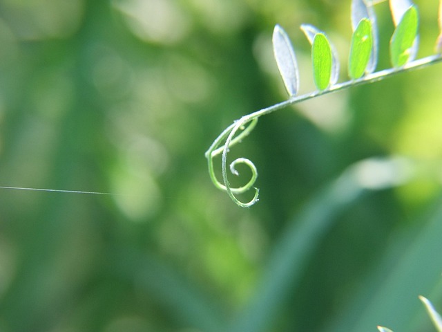 Free Music Flower Wallpaper photo and picture