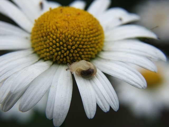 Free Daisy Snail photo and picture