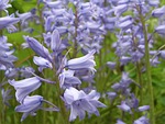 campanules, flowers, blue