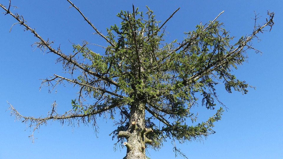 dying tree