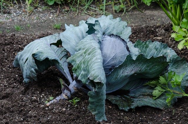 Free red cabbage cabbage vegetables illustration