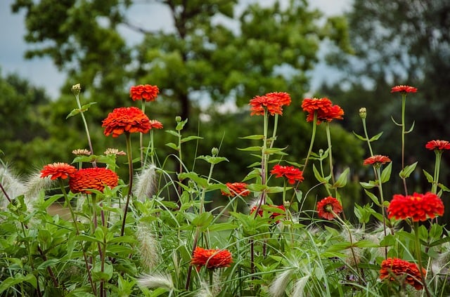 Free dahlia blossoms garden dahlia illustration