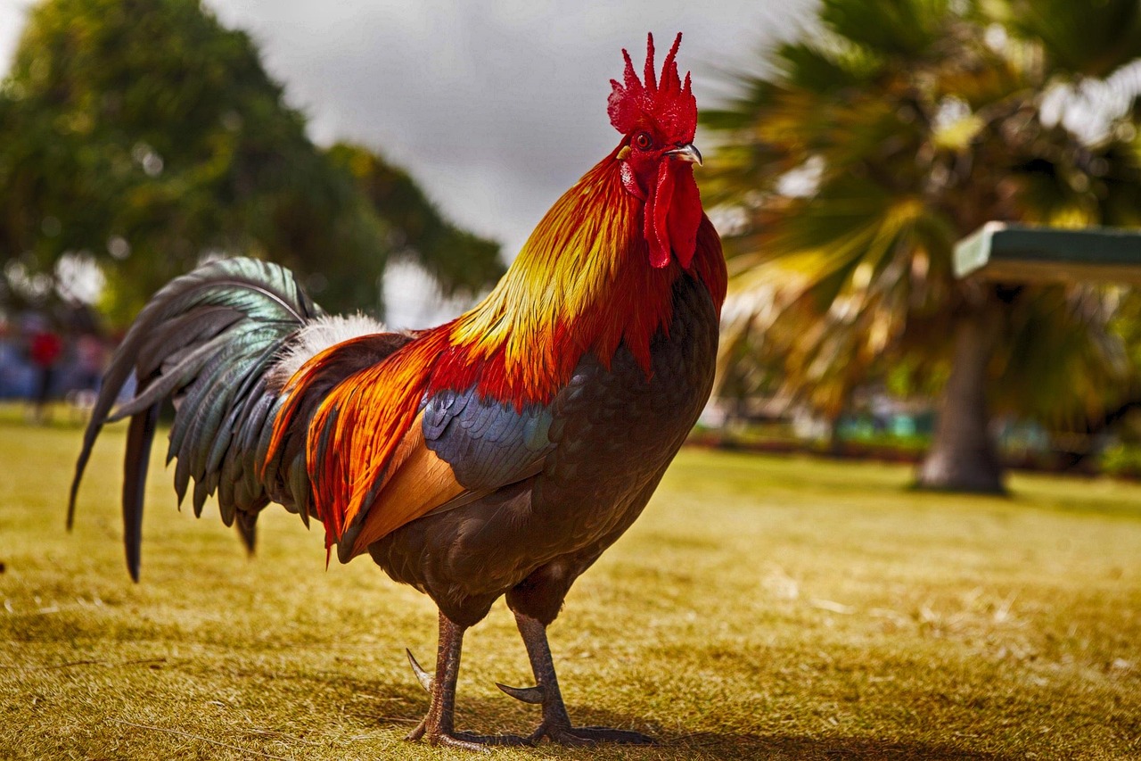 1 000 Free Rooster Chicken Photos Pixabay