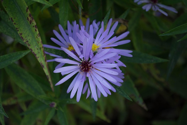 Free Flower Purple photo and picture