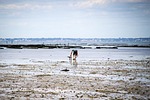 noirmoutier, fishing walking, the fishing foot