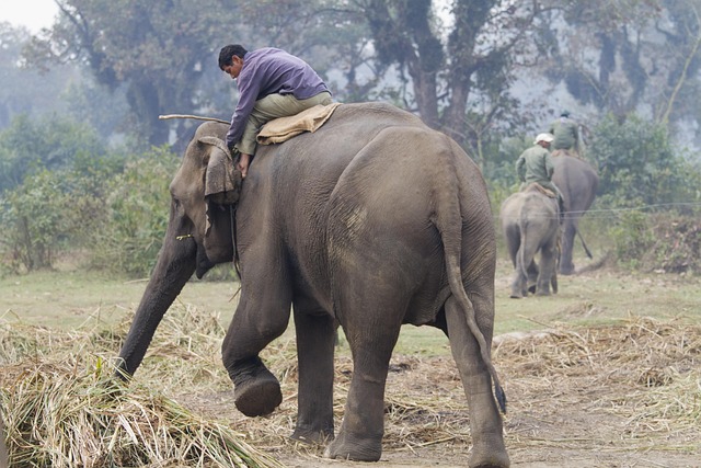 Free Elephant Walking photo and picture