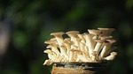 oyster mushroom bottle, yeast abalone average, miniatures abalone