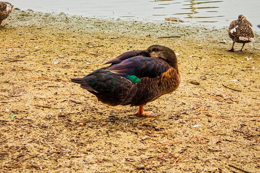 Free Duck Lake photo and picture