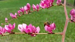 killer bee, bee, insect