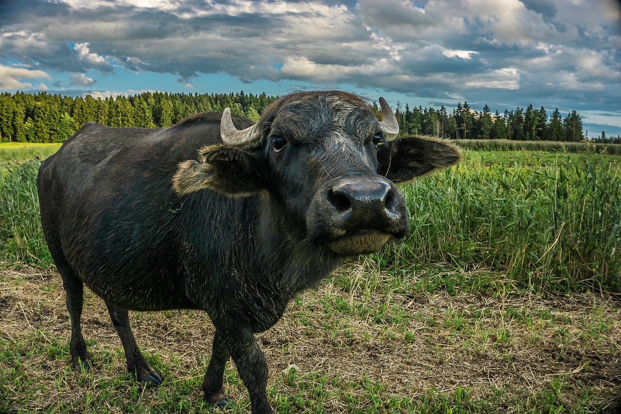 Summer - free online jigsaw puzzle photo